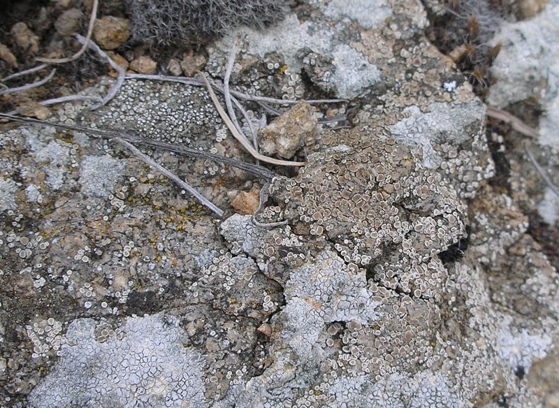 Lecanora dispersa