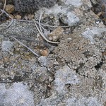 Lecanora dispersa