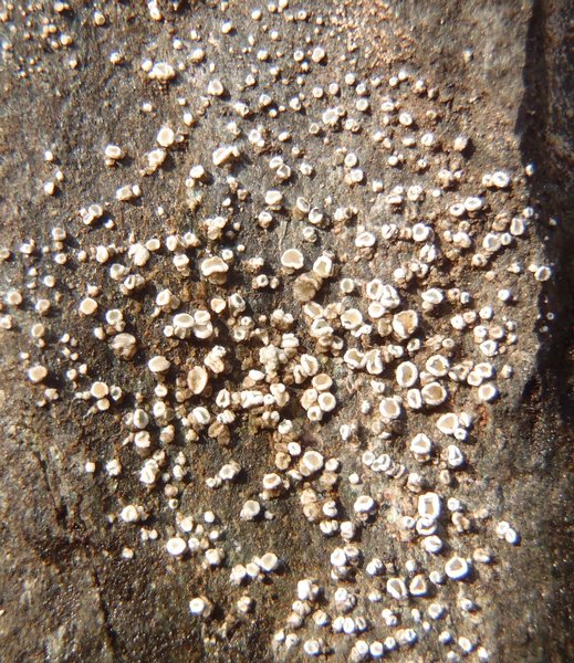 Lecanora dispersa