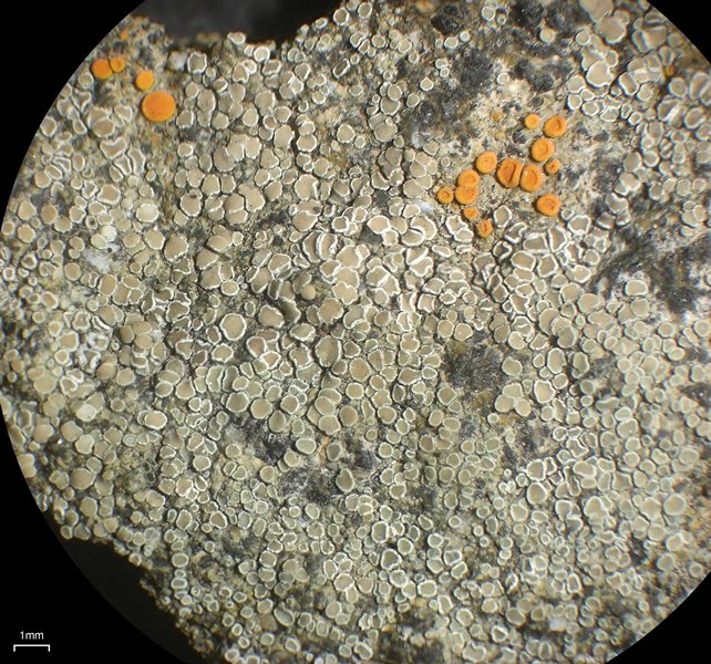 Lecanora dispersa