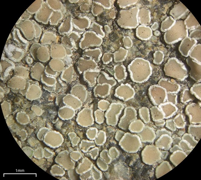 Lecanora dispersa