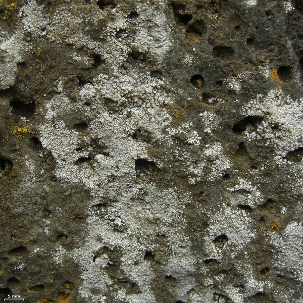 Lecanora dispersa