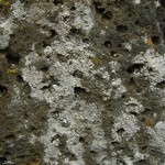 Lecanora dispersa