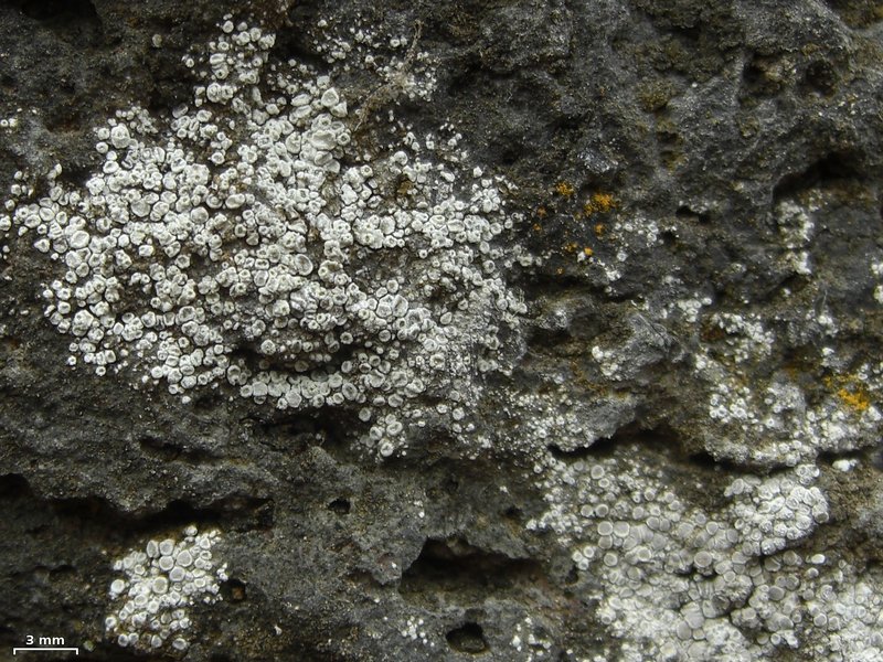 Lecanora dispersa