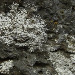 Lecanora dispersa