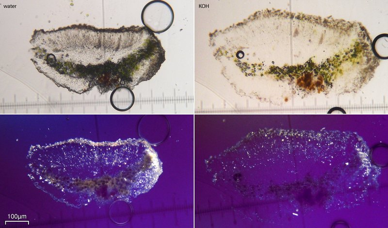 Lecanora dispersa