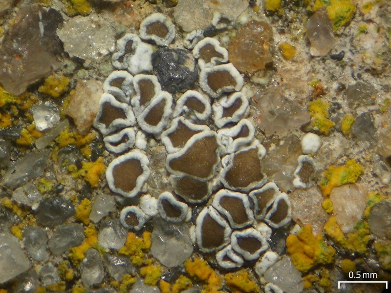 Lecanora dispersa