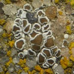 Lecanora dispersa