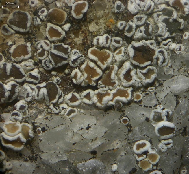 Lecanora dispersa