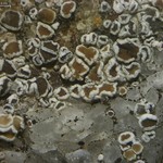 Lecanora dispersa