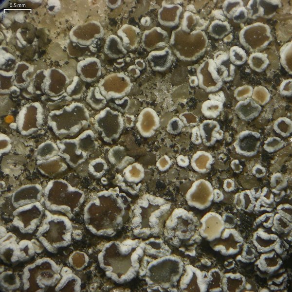 Lecanora dispersa