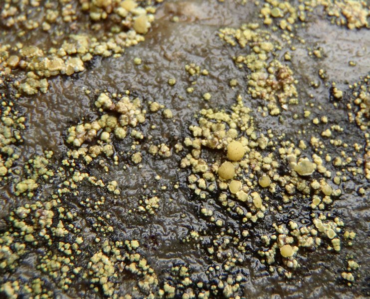 Lecanora epanora