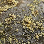 Lecanora epanora
