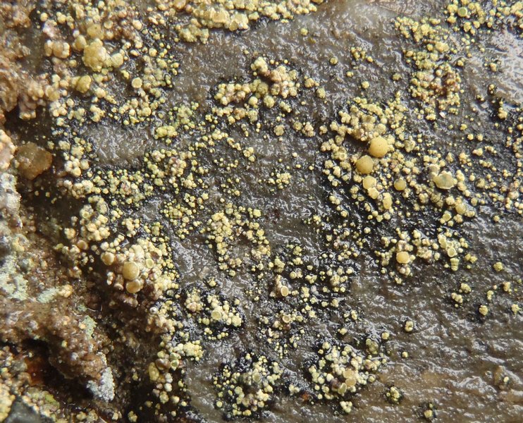 Lecanora epanora