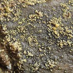 Lecanora epanora