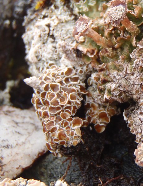 Lecanora epibryon