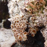 Lecanora epibryon
