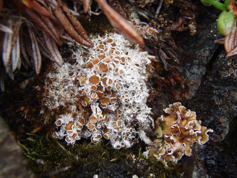 Lecanora epibryon