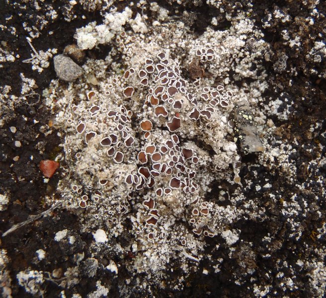 Lecanora epibryon