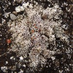 Lecanora epibryon