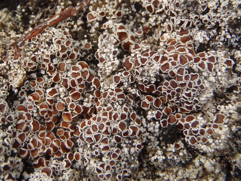 Lecanora epibryon