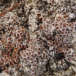Lecanora epibryon