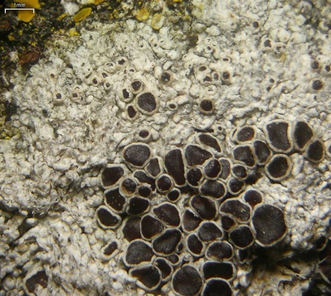 Lecanora epibryon