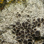 Lecanora epibryon