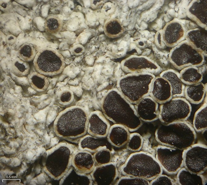 Lecanora epibryon