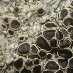 Lecanora epibryon