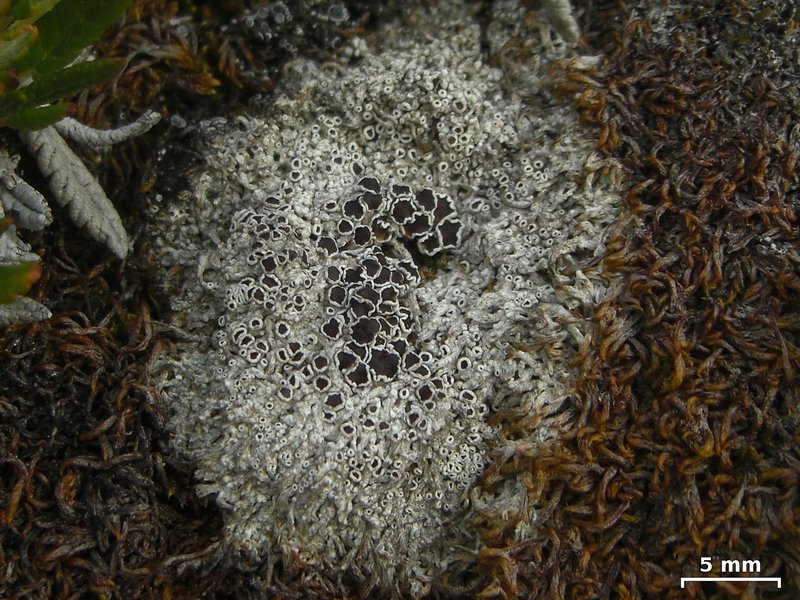 Lecanora epibryon