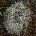 Lecanora epibryon