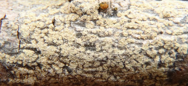 Lecanora expallens