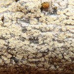Lecanora expallens