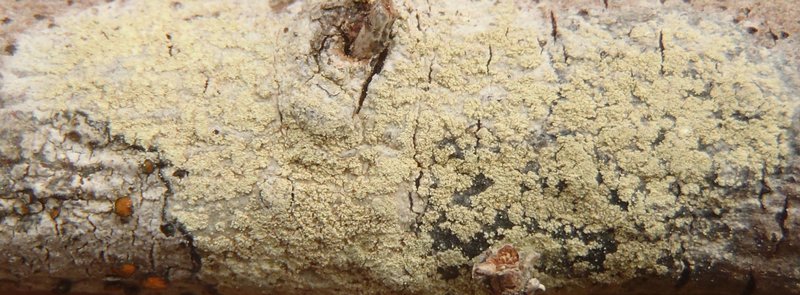 Lecanora expallens