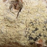 Lecanora expallens