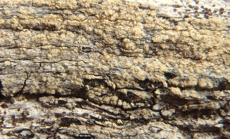 Lecanora expallens