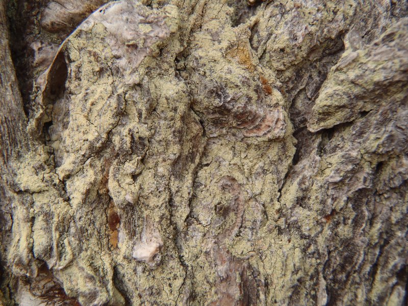 Lecanora expallens