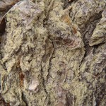 Lecanora expallens