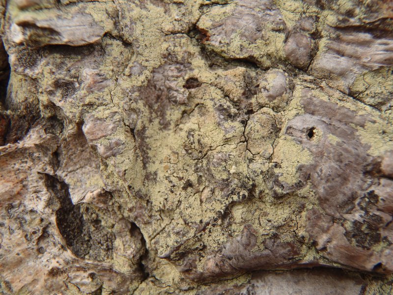 Lecanora expallens