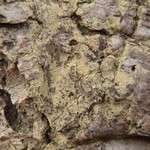 Lecanora expallens