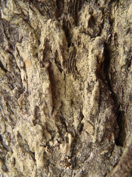 Lecanora expallens