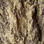 Lecanora expallens