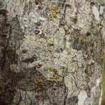 Lecanora farinaria