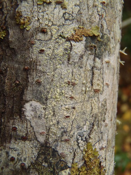 Lecanora farinaria