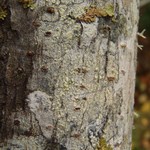 Lecanora farinaria