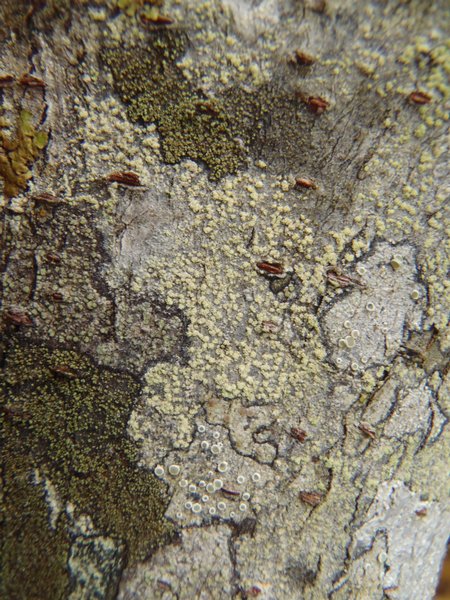 Lecanora farinaria