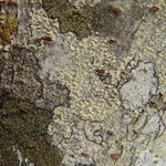 Lecanora farinaria