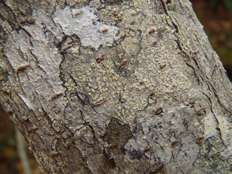 Lecanora farinaria