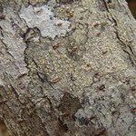 Lecanora farinaria